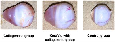 Combination of violet light irradiation and collagenase treatments in a rabbit model of keratoconus
